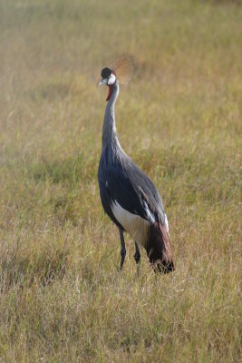 Amboseli - Secretary Bird