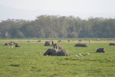 Amboseli Marsh Land