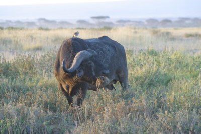 Amboseli - Cape Buffalo