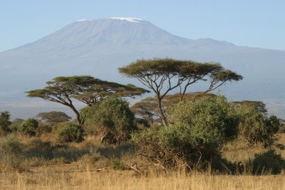 Acacia Tree / Mt Kilamanjaro