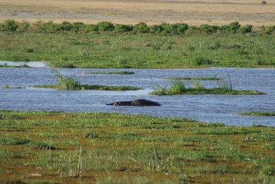Amboseli - Hippopotamus