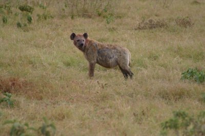 Kenya - Spotted Hyena