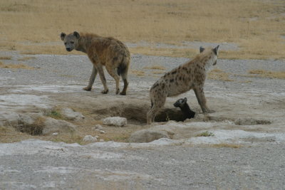 Spotted Hyena Family & Den