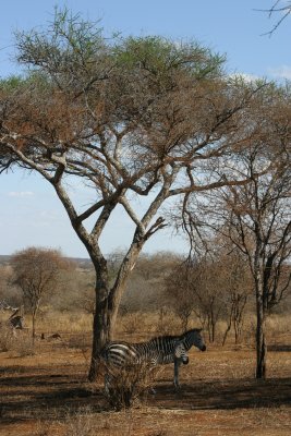 Tarangire - Baobab Tree
