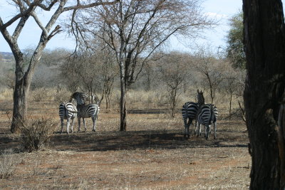 Tarangire - Zebra Pairs