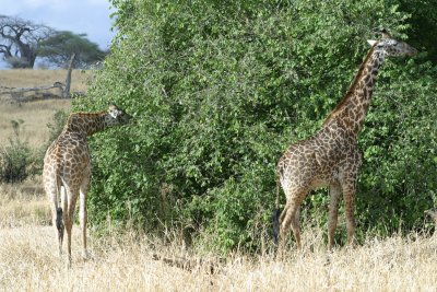 Reticulated (L) & Maasai (R) Giraffe's - notice the difference in markings