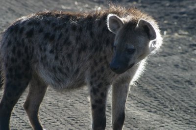Ngorongoro Spotted Hyena
