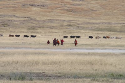 Maisai - Bringing Cattle For Water