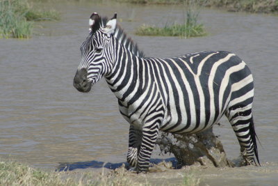 Ngorongoro Zebra