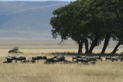 Ngorongoro - Wildebeast