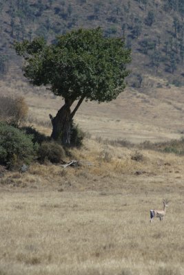 Ngorongoro - Impala On Guard