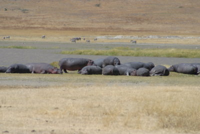 Ngorongoro - Hippo's