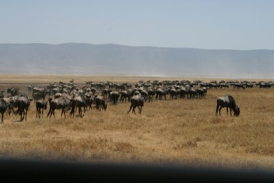 Ngorongoro - Wildebeast Migration