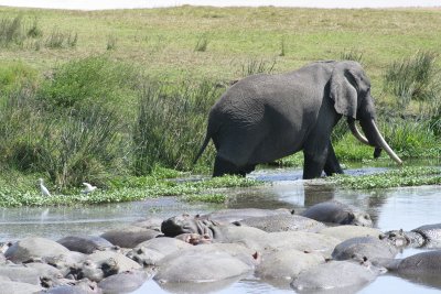 Ngorongoro - Hippo Pool & Friend