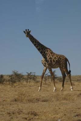 Serengeti - Maasai Giraffe