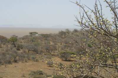 The Seregenti Plain - Tanzania