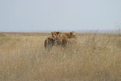 Serengeti - Lion's