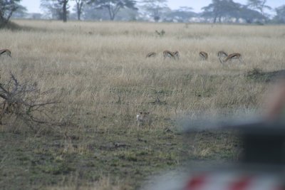 Stalking Leopard & Thompson Gazelle