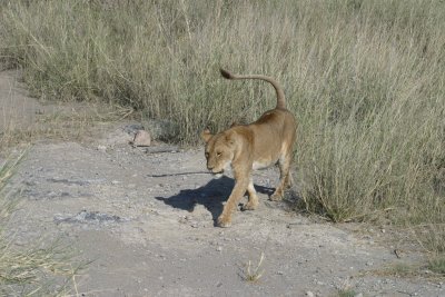 Serengeti - Lioness
