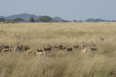 Serengeti - Gazelle's