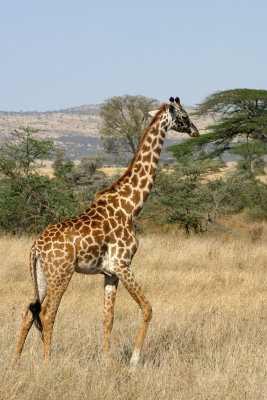 Serengeti - Giraffe