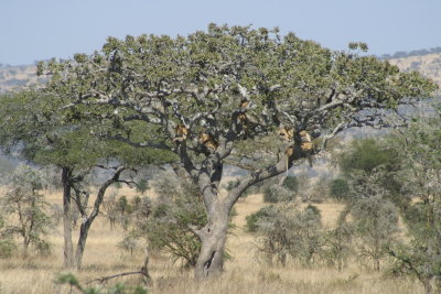 Serengeti - Lion Pride Sleeping