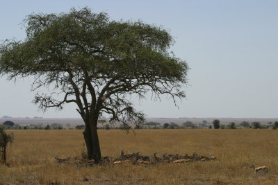 Serengeti Shade