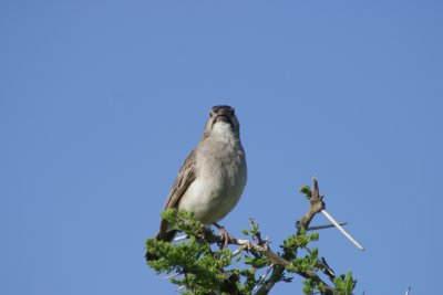 Paul, where are the birders - when you need them?