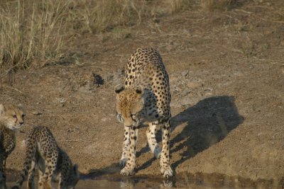 Cheetah Family - at the water hole