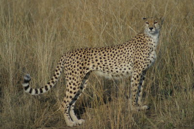 Manificent Cheetah!