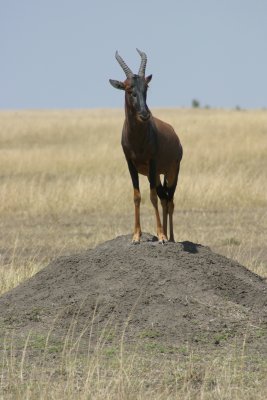 Maasai Mara - Topi