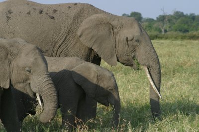 Maasai Mara Elephant Family
