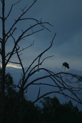 African Ibis - Mt Kenya Club