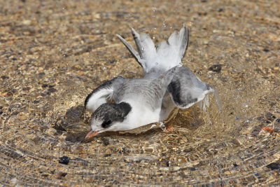 Arctic Tern juvenile