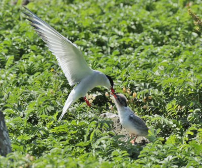 Arctic Tern feeding chick