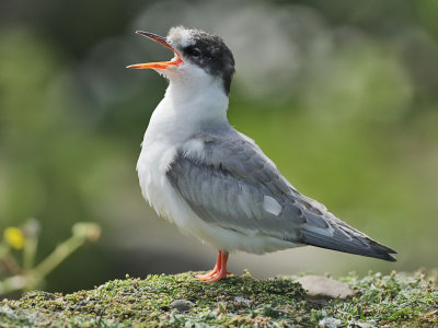 Arctic Tern juvenile