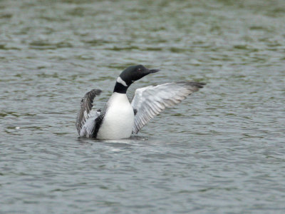 Great Northern Diver in breeding plumage