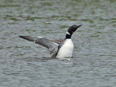 Great Northern Diver in breeding plumage