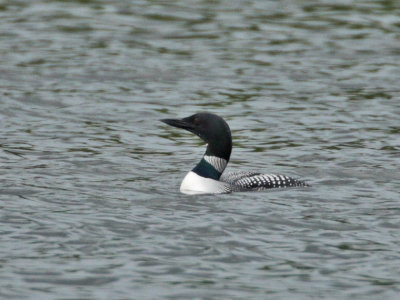 Great Northern Diver in breeding plumage