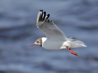 Black-headed Gull