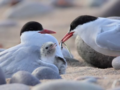 Arctic Terns with chick