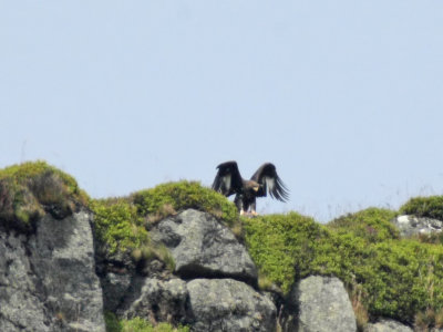 Golden Eagle juvenile wing flapping