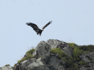 Golden Eagle adult female