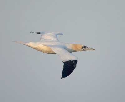 Gannet
