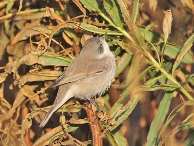 Lesser Whitethroat