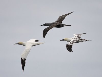 Gannets