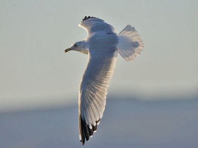 Ring-billed Gull