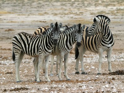 Zebra family Etosha NP