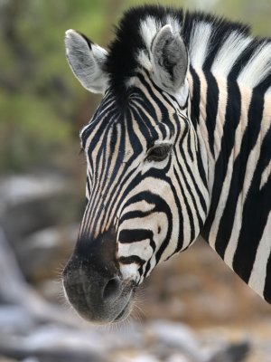 Zebra Etosha NP