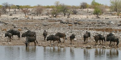 Wildebeeste herd Etosha NP